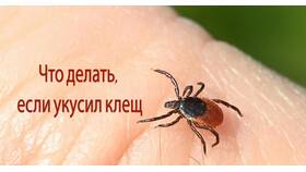Если утеряна страховка от клеща: что делать в Фаберлик