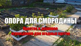 Как сделать опору для кустов смородины в Фаберлик
